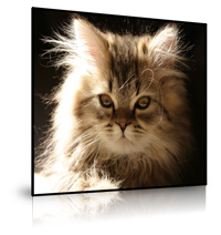 Example of presenting a photo using True BoxShot software