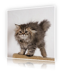 Example of presenting a photo using True BoxShot software